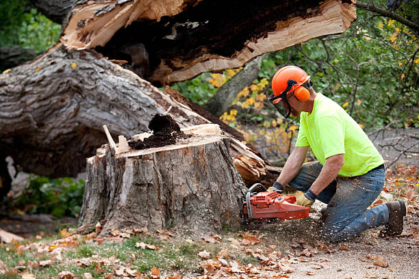 Best Local Tree Services  in Vado, NM